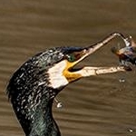 _O4A9026 Cormoran en pêche